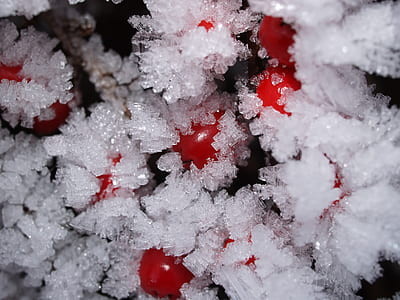 Frosted Fruits thumbnail