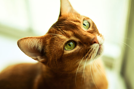 orange tabby cat thumbnail