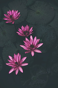 shallow focus photography of pink flowers thumbnail