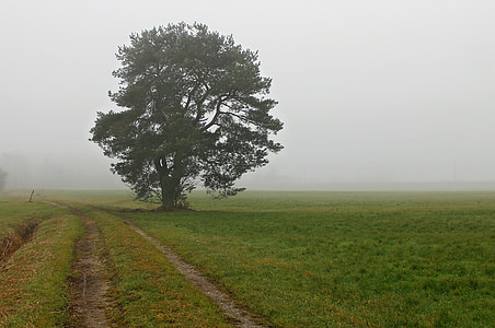 green tree on green meadows thumbnail