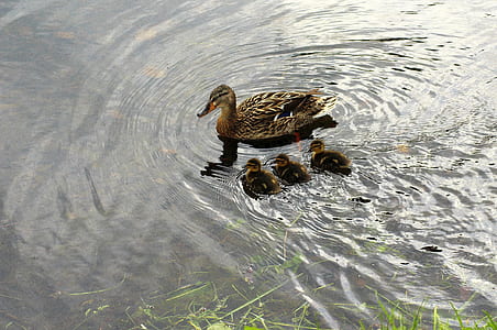 brown duck on body of water thumbnail