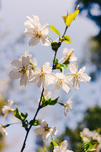 Spring flowers thumbnail