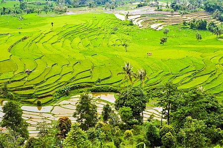 aerial photo of rice field thumbnail