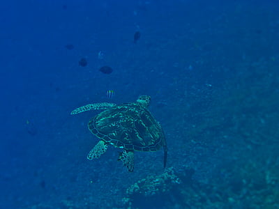 time lapse photography of sea turtle thumbnail