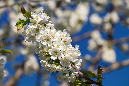 macro photography of white petaled flowers thumbnail