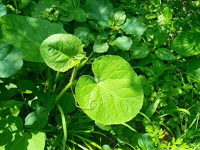 The Better Than Two Leafs, Nature thumbnail