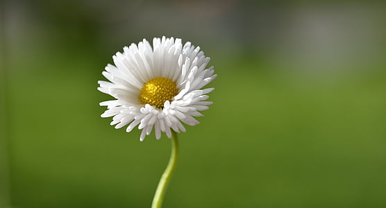 selective focus photo of white daisy flower thumbnail
