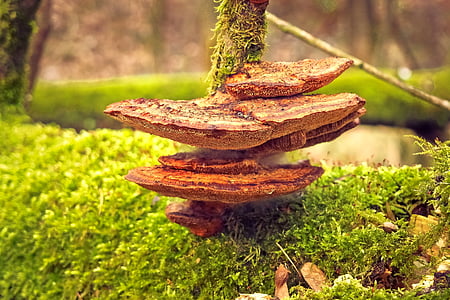 photo of brown mushroom thumbnail