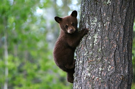 Red panda climbing on tree thumbnail