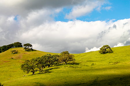 landscape photo of trees under nimbus clouds thumbnail