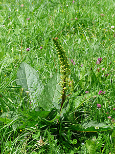 Black Mullein, Verbascum Nigrum thumbnail