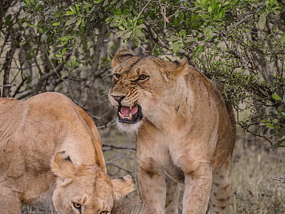 lioness thumbnail