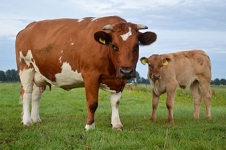 two white and brown cows on field thumbnail