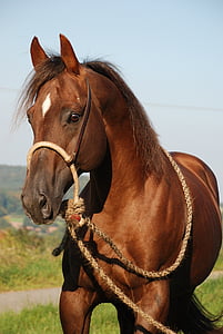 brown horse portrait thumbnail