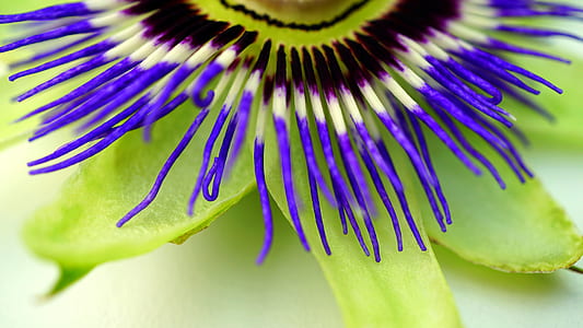nature, petals, plant, blur thumbnail