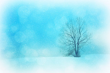 lone tree thumbnail