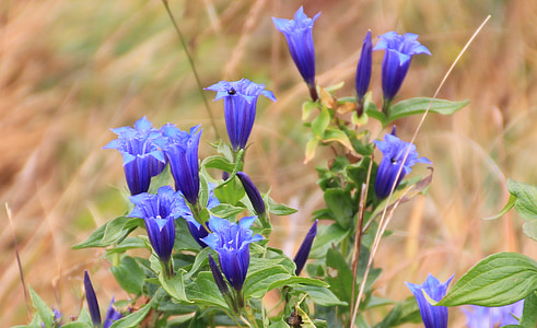 blue flowers thumbnail