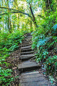 Landscape Photo of Stair in the Forest thumbnail