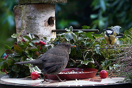 brown bird on table thumbnail