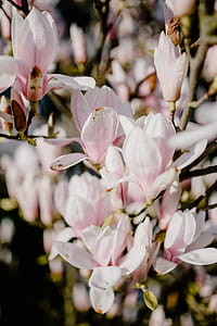 Magnolia tree in bloom thumbnail