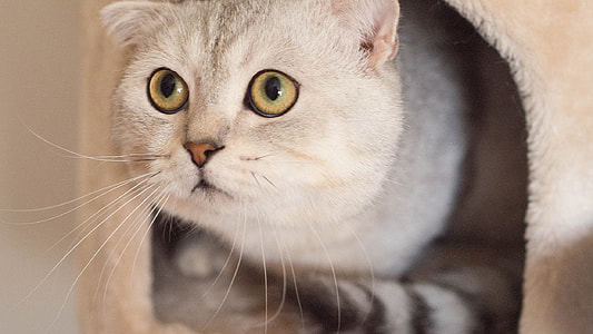 short-coated white and gray cat on pet bed thumbnail