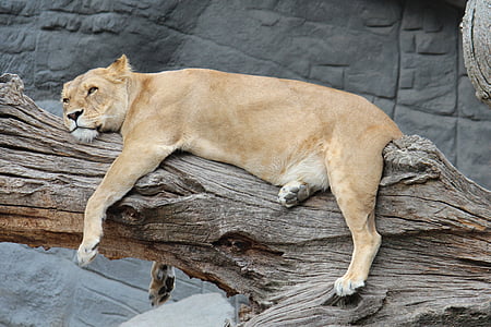 brown lioness lying on driftwood thumbnail