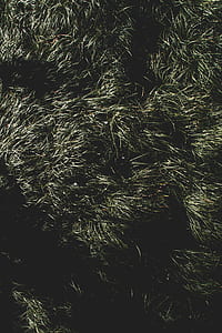 grass, texture, wild, field thumbnail