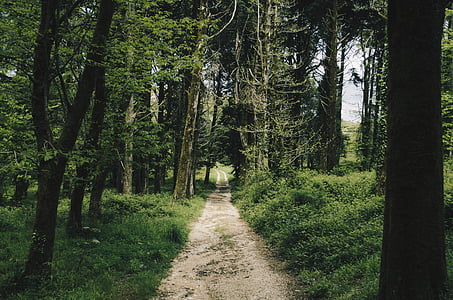 photo of gray soil pathway surrounded by green trees thumbnail