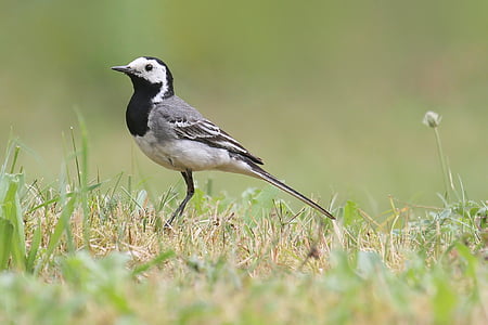 selective focus photo of white wagtail bird standing on green grass field thumbnail