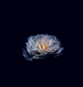 white flower with black background photography thumbnail