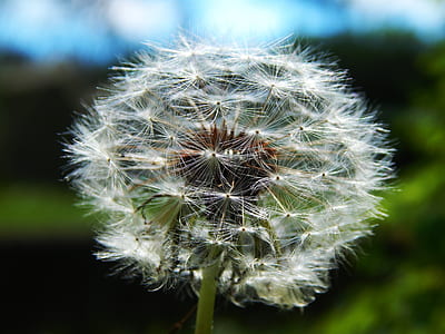 plant, spring, flower, macro thumbnail