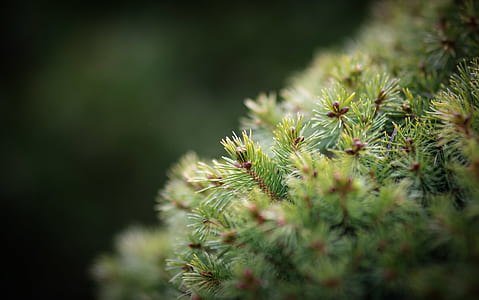 shallow focus photography of green plant thumbnail
