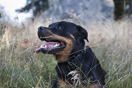 shallow focus photography of adult black and tan rottweiler thumbnail