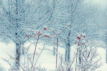 leafless trees with snow thumbnail