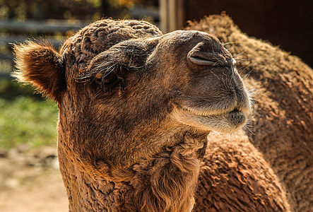 Camel, Dromedary Camel thumbnail