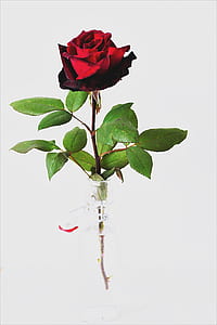 red rose thumbnail