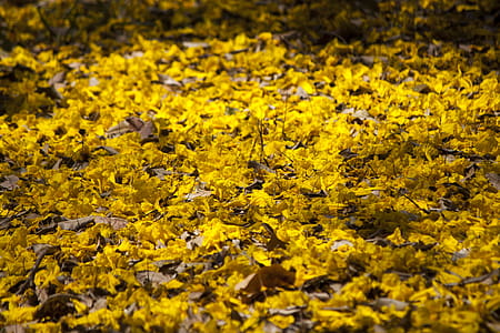 Fallen Yellow Flowers Covering Ground thumbnail