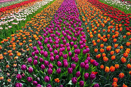 assorted-color petaled flowers thumbnail