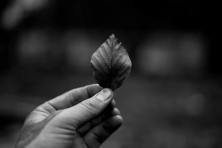 grayscale photography of person holding ordate leaf thumbnail
