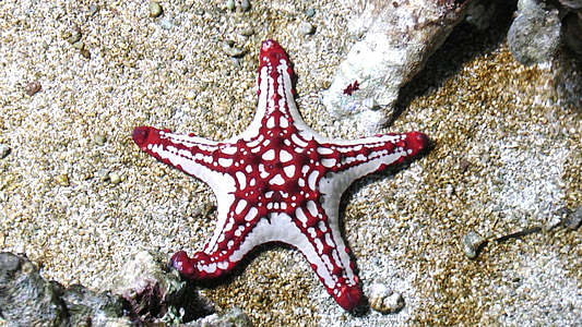 white and red starfish thumbnail