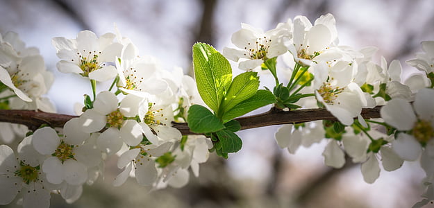 selective focus of white petaled flowers thumbnail