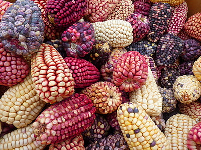 assorted-color corns thumbnail