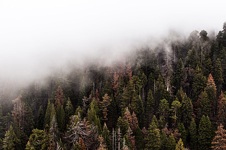aerial photography of pine trees with fogs thumbnail
