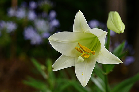 white petaled flower thumbnail