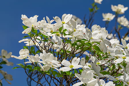 close up photo of white broad petaled flower thumbnail