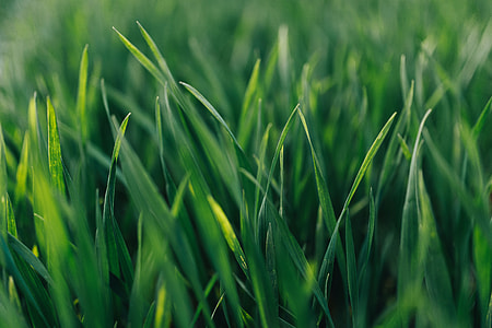 Close-ups of green grass thumbnail