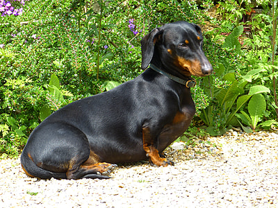 black and tan Dachshund on sand thumbnail