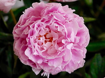 pink peony in bloom close up photo thumbnail