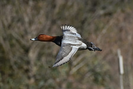 close-up photography of white and brown bird flying during daytime thumbnail