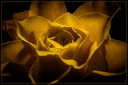 closeup of yellow flower thumbnail